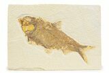 Detailed Fossil Fish (Knightia) - Wyoming #373674-1